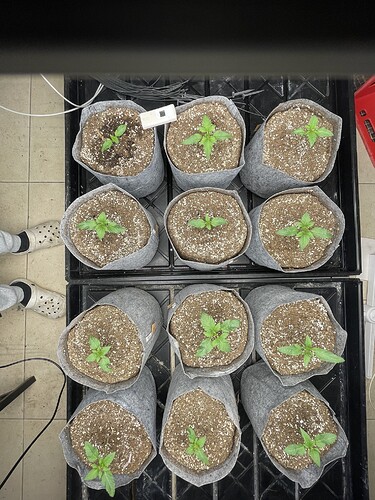 Growreport Bild 3