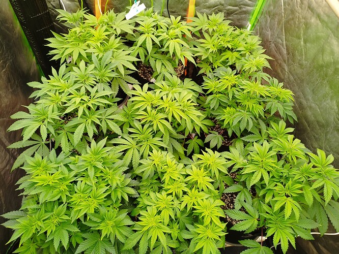 Mehrere junge Cannabispflanzen in einem Zelt, die sich in der Wachstumsphase befinden und gesunde grüne Blätter zeigen.
