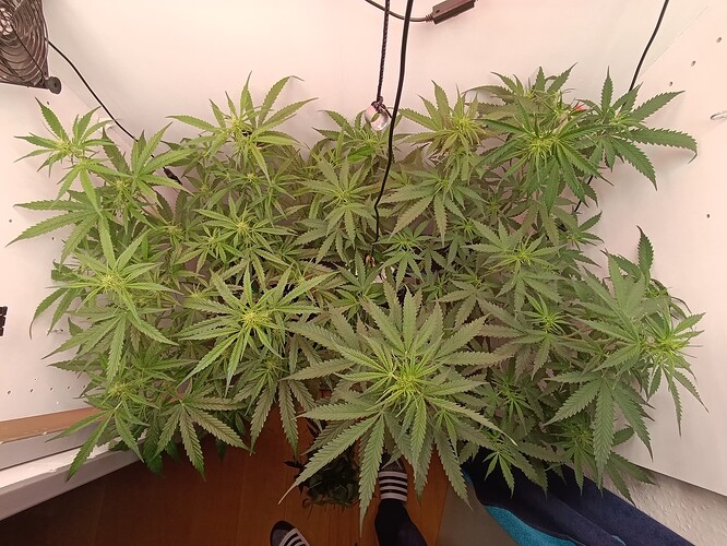Growreport Bild 45