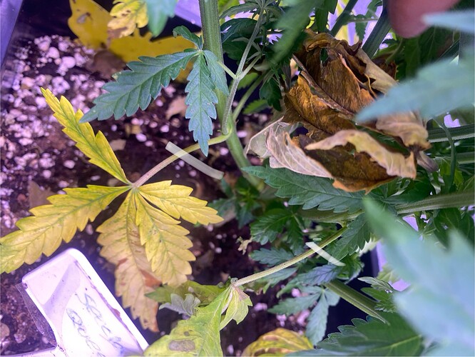 Growreport Bild 4