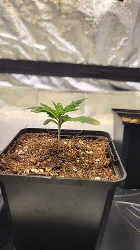 Growreport Bild 4