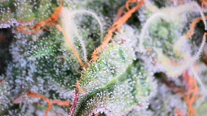 Nahaufnahme eines Cannabis-Buds mit deutlich sichtbaren Trichomen und orangefarbenen Stigmen.