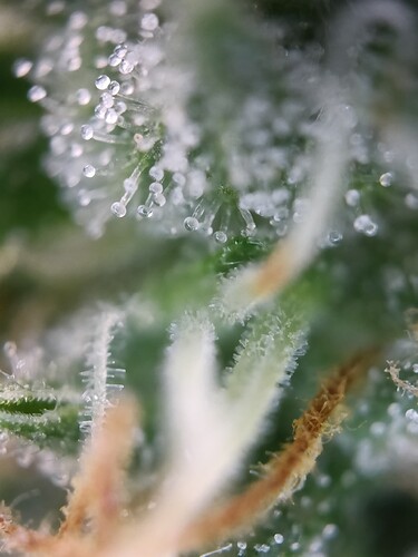 Growreport Bild 32