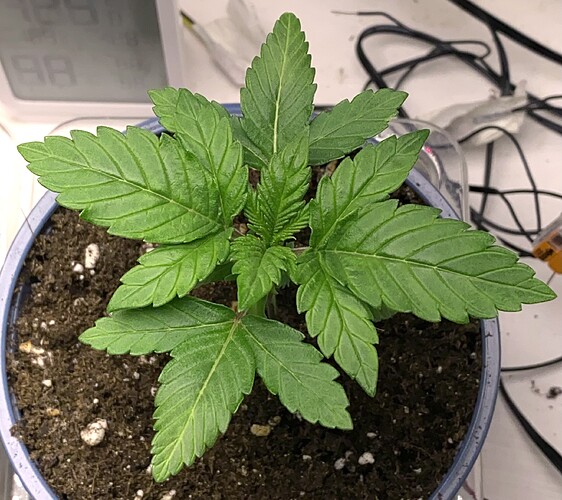 Growreport Bild 2