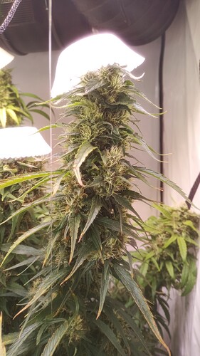Growreport Bild 10