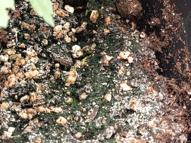 Growreport Bild 20