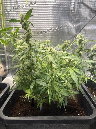 Growreport Bild 3
