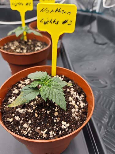 Growreport Bild 38