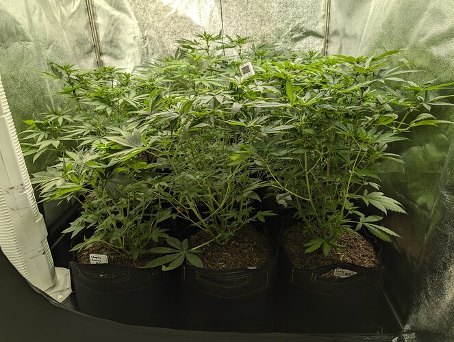 Growreport Bild 1