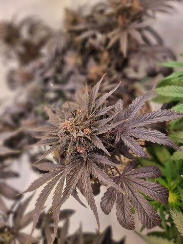 Growreport Bild 5