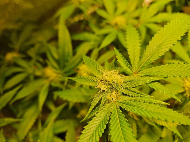Growreport Bild 6