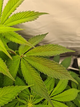 Growreport Bild 1