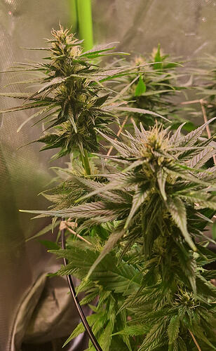 Growreport Bild 5