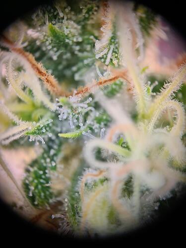 signal-2024-09-03-221130_011