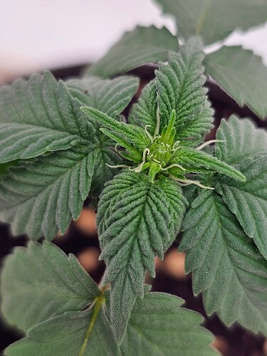 Growreport Bild 4