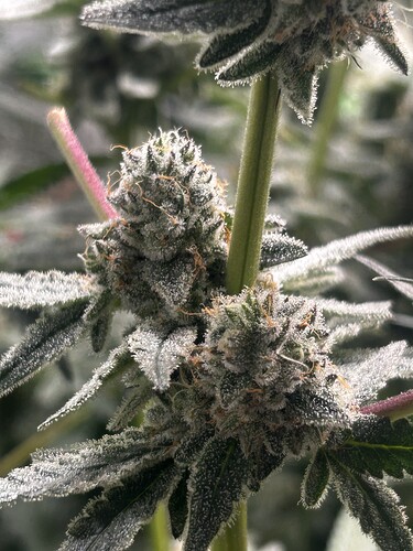 Growreport Bild 21