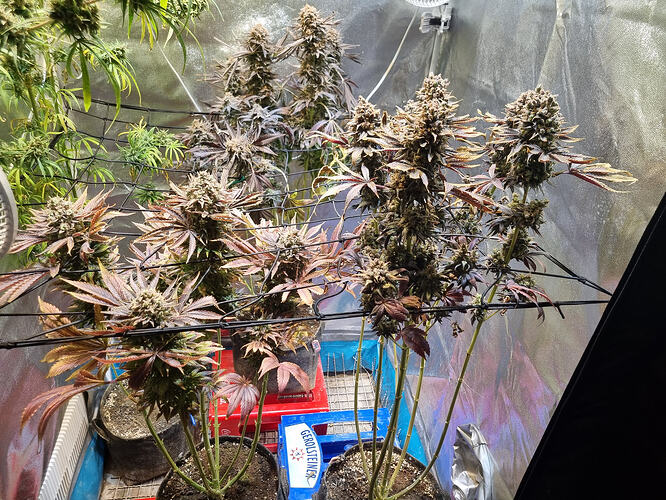 Mehrere blühende Cannabispflanzen mit dichten Blütenständen und teilweise verfärbten Blättern in einem Growzelt.