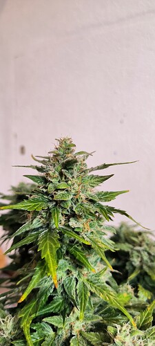 Growreport Bild 12
