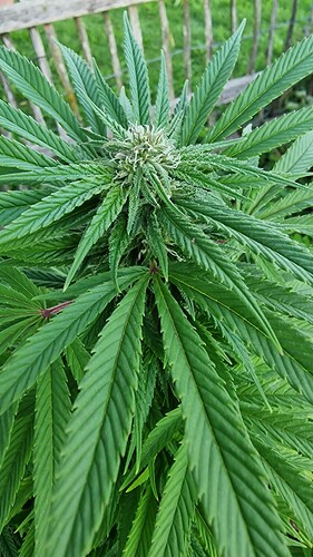 Growreport Bild 17