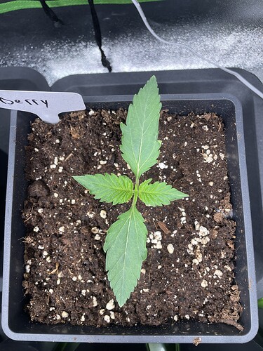 Growreport Bild 9