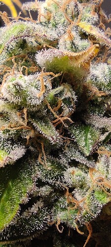 Growreport Bild 42