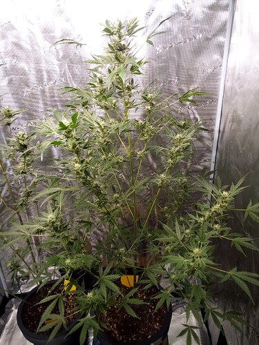 Growreport Bild 29