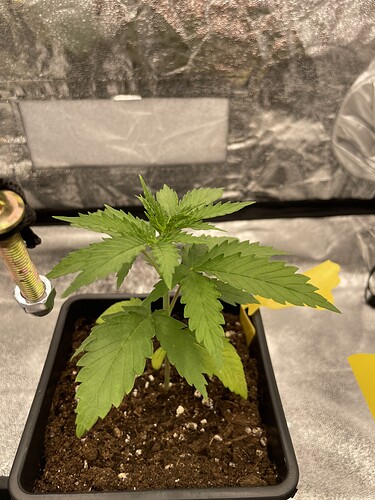Growreport Bild 6