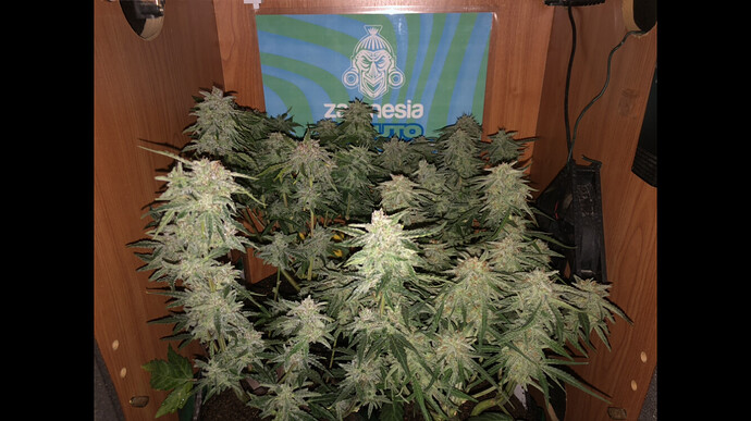 Growreport Bild 13