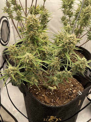 Growreport Bild 7
