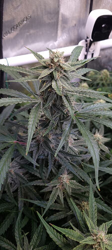 Growreport Bild 40