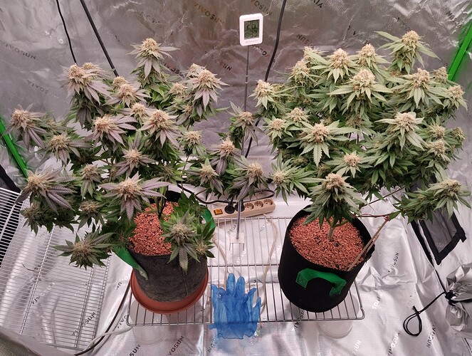 Growreport Bild 8