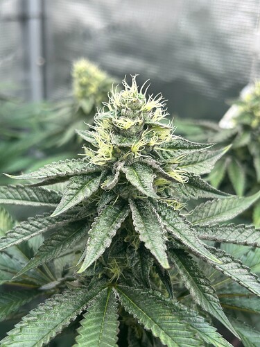 Growreport Bild 19