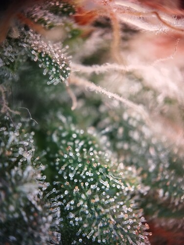 IMG_20250226_194729 - Kopie