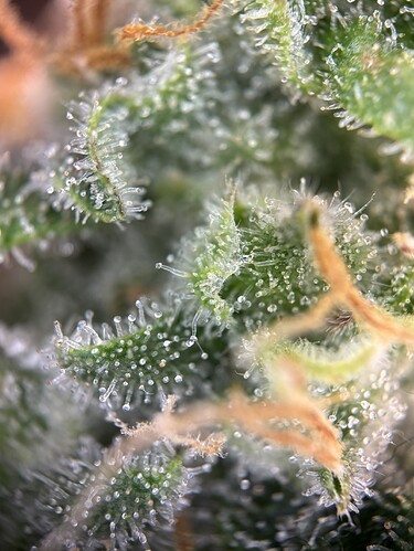 Growreport Bild 48