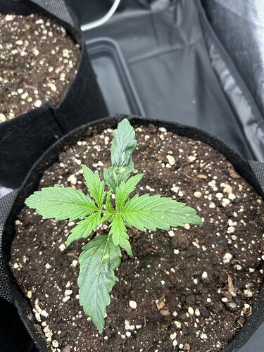 Growreport Bild 1