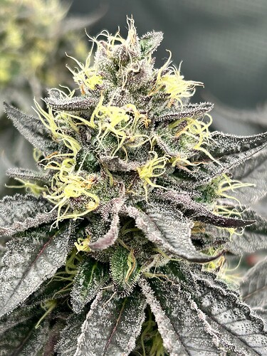 Growreport Bild 10