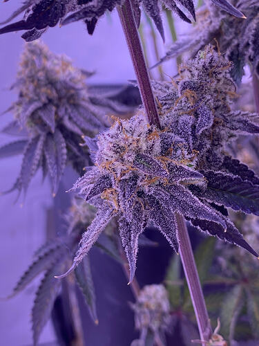 Growreport Bild 6