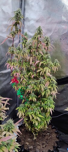 IMG_20251215_202336945