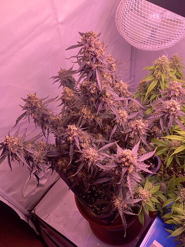 Growreport Bild 10
