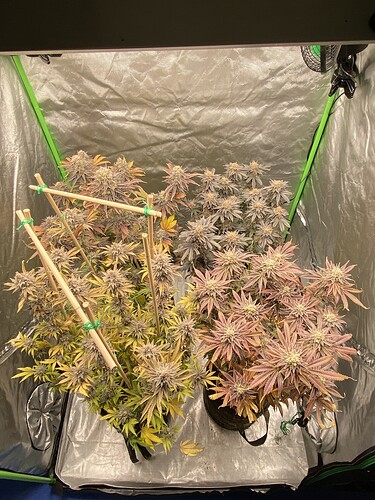 Growreport Bild 9