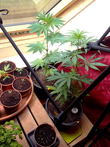Zwei größere Cannabispflanzen in Töpfen neben einer Ansammlung von kleineren Sämlingen in einem Gewächshaus.