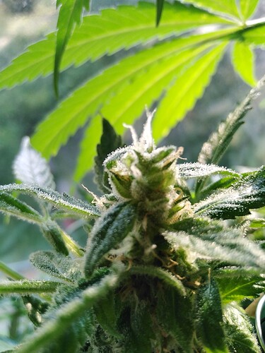 Growreport Bild 6