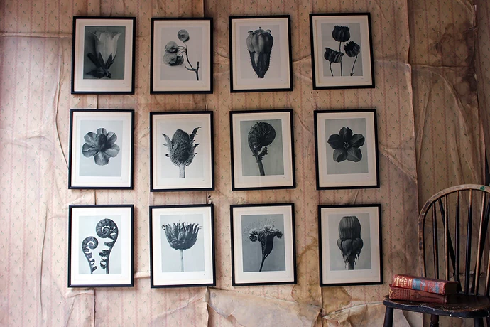 blossfeldtphotogravures46_2048x