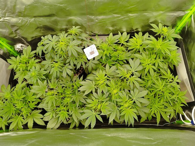 Autos Tag 28