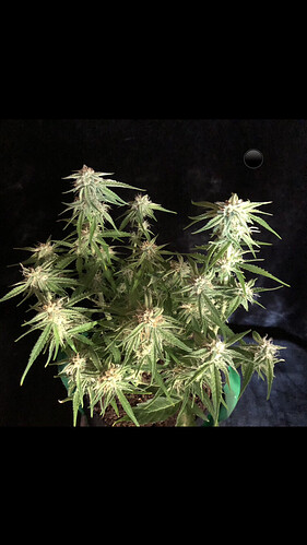 Growreport Bild 4
