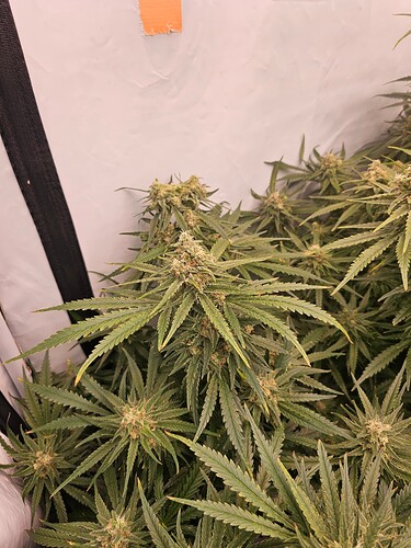Growreport Bild 51