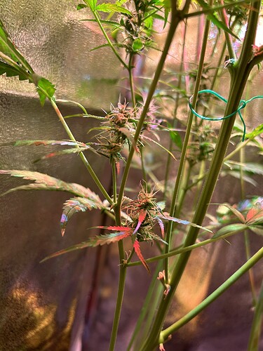 Growreport Bild 4