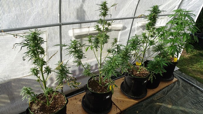 Growreport Bild 1