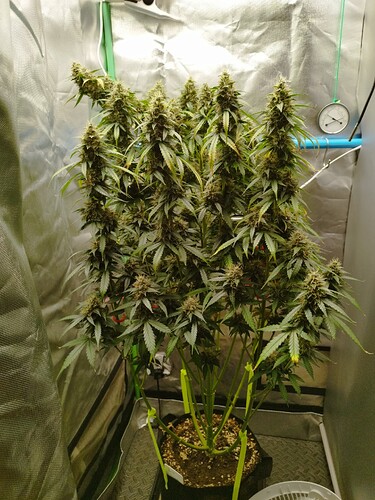 Growreport Bild 15