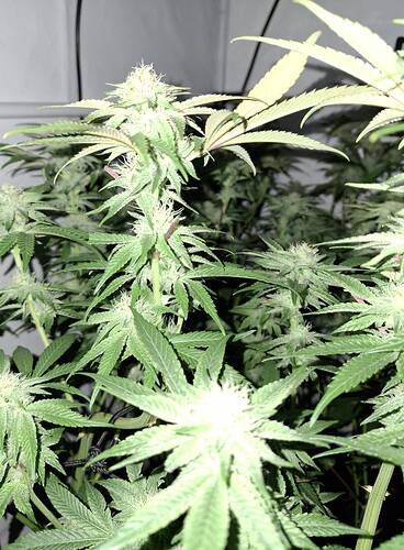Growreport Bild 4